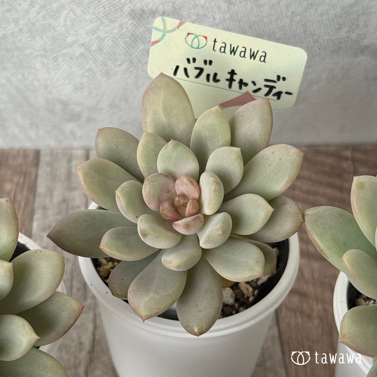 Bubble Candy [Tawawa House Seedling]