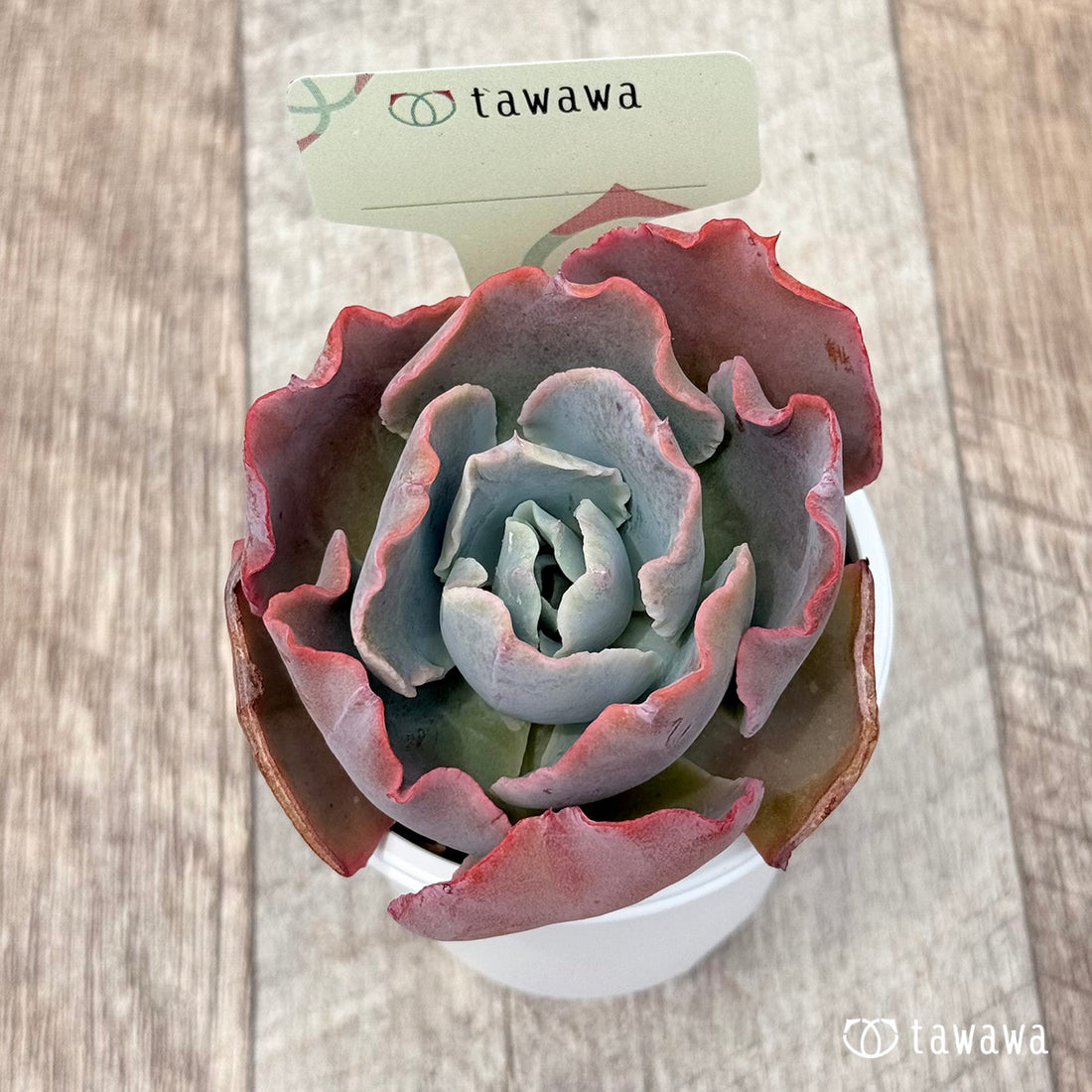 名前のない苗 18 【tawawaハウス苗】