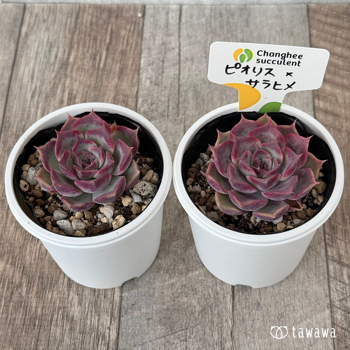 New Arrivals: Ice Green