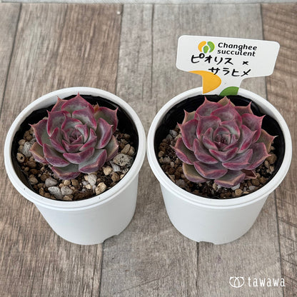 New Arrivals: Ice Green