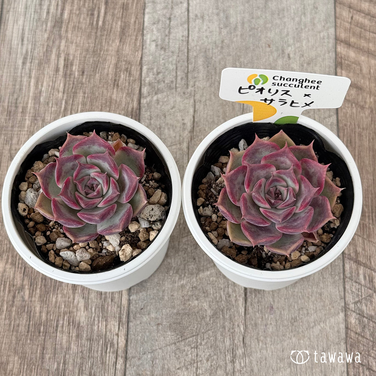 New Arrivals: Ice Green