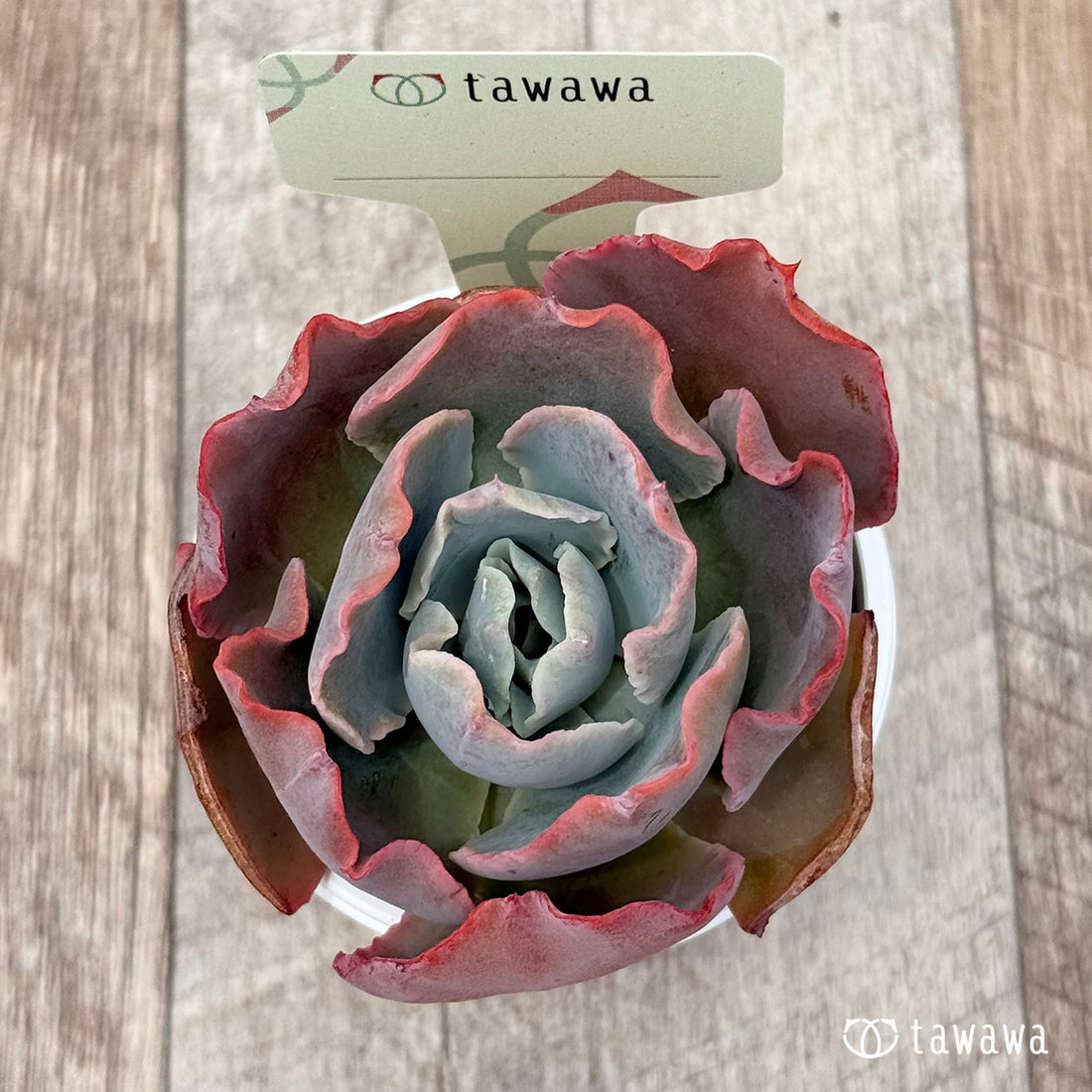 99. ＊新発売＊　名前のない苗 18　【tawawaハウス苗】