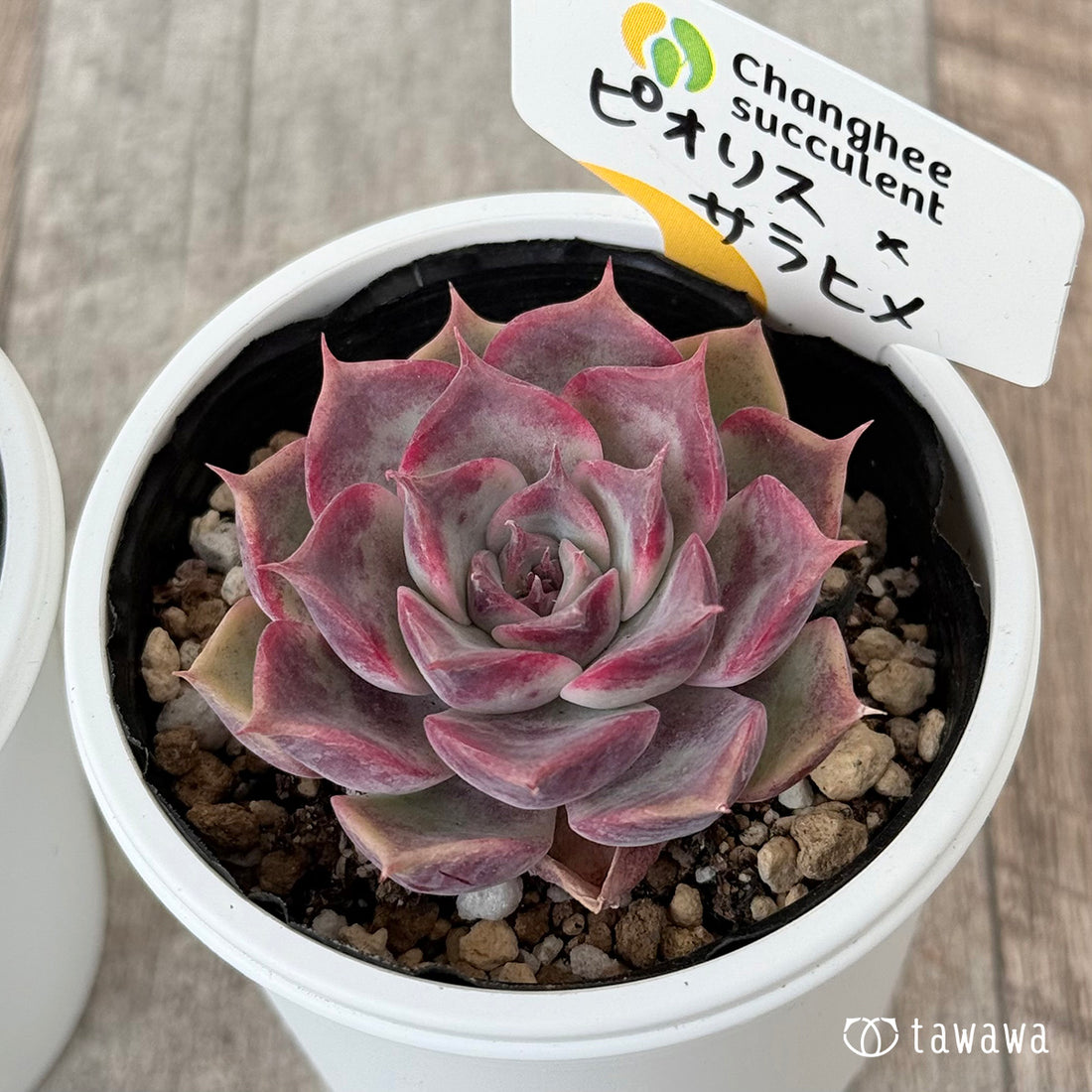 New Arrivals: Ice Green