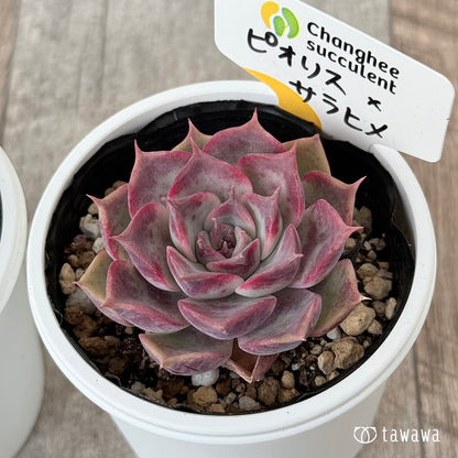 New Arrivals: Ice Green