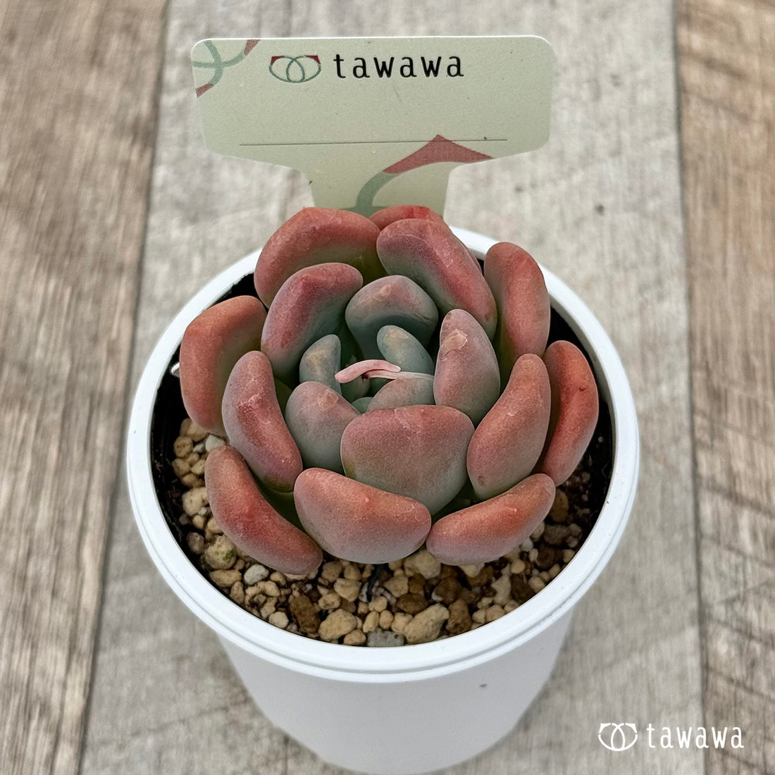 100. ＊新発売＊　名前のない苗 19　【tawawaハウス苗】