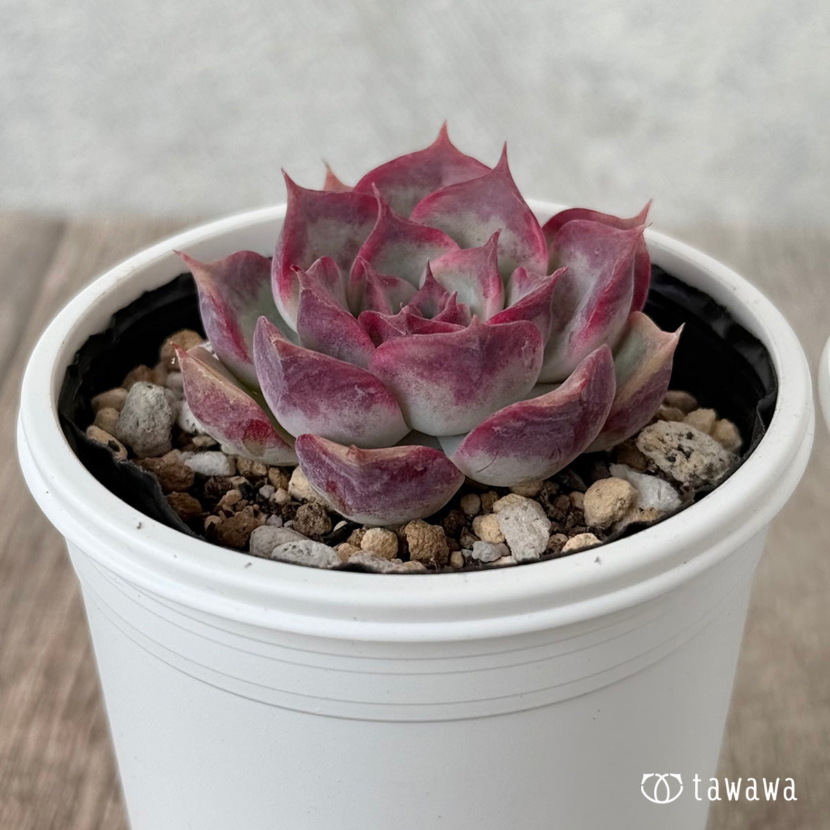 New Arrivals: Ice Green