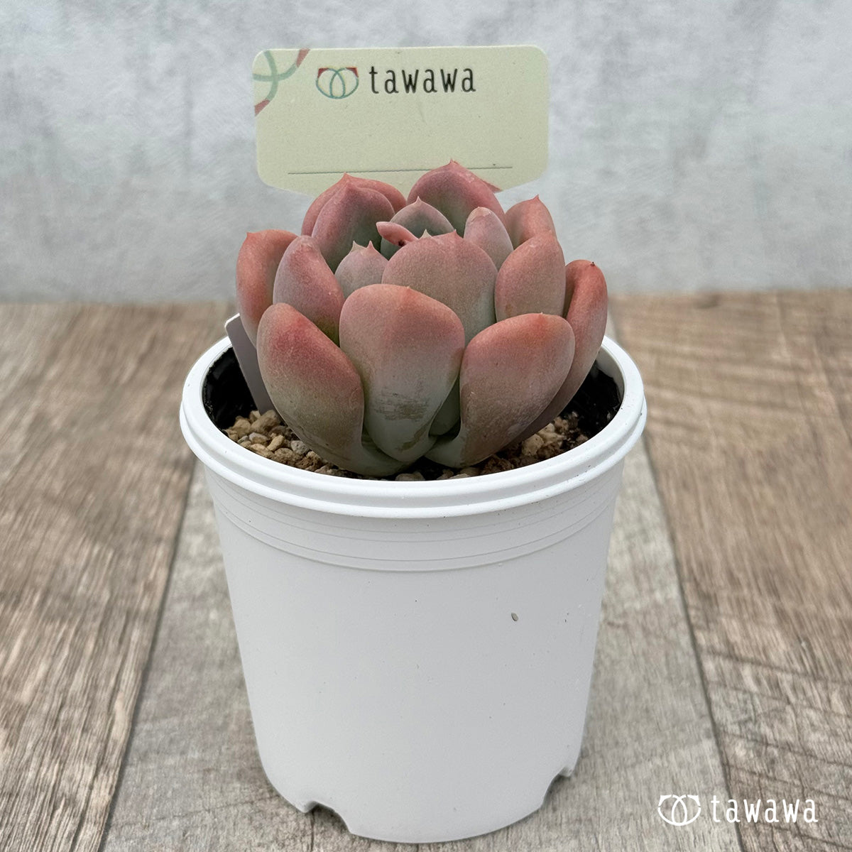 100. ＊新発売＊　名前のない苗 19　【tawawaハウス苗】