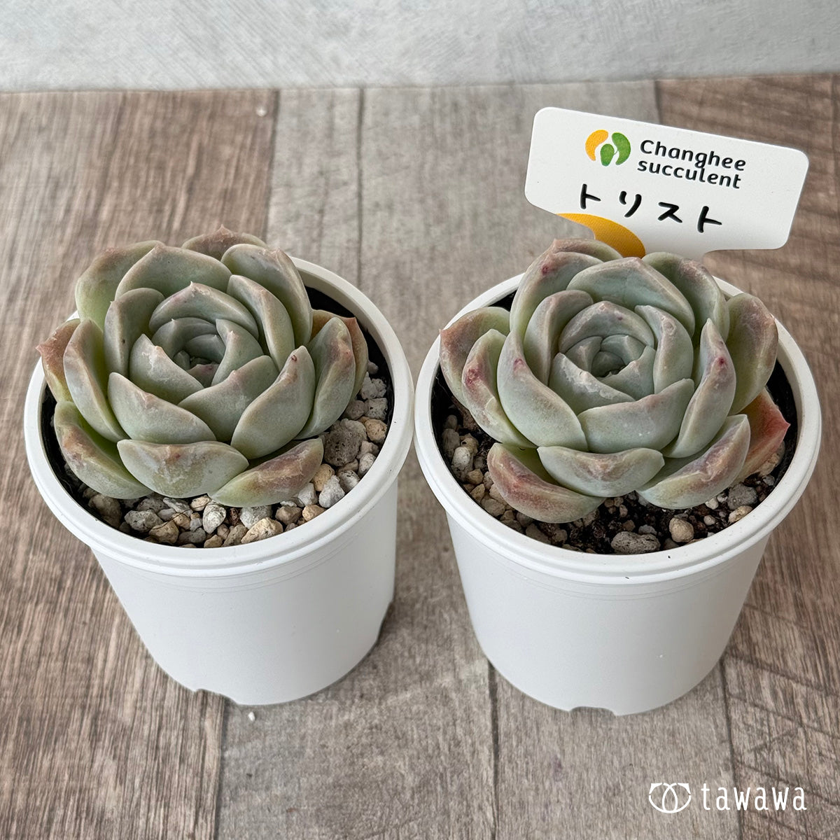 New Arrivals: Ice Green