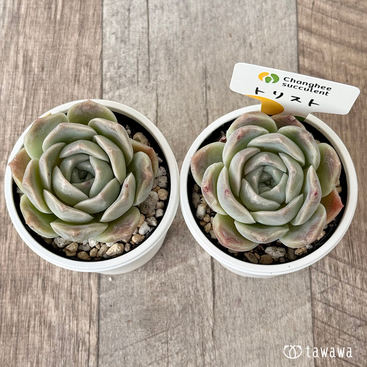 New Arrivals: Ice Green