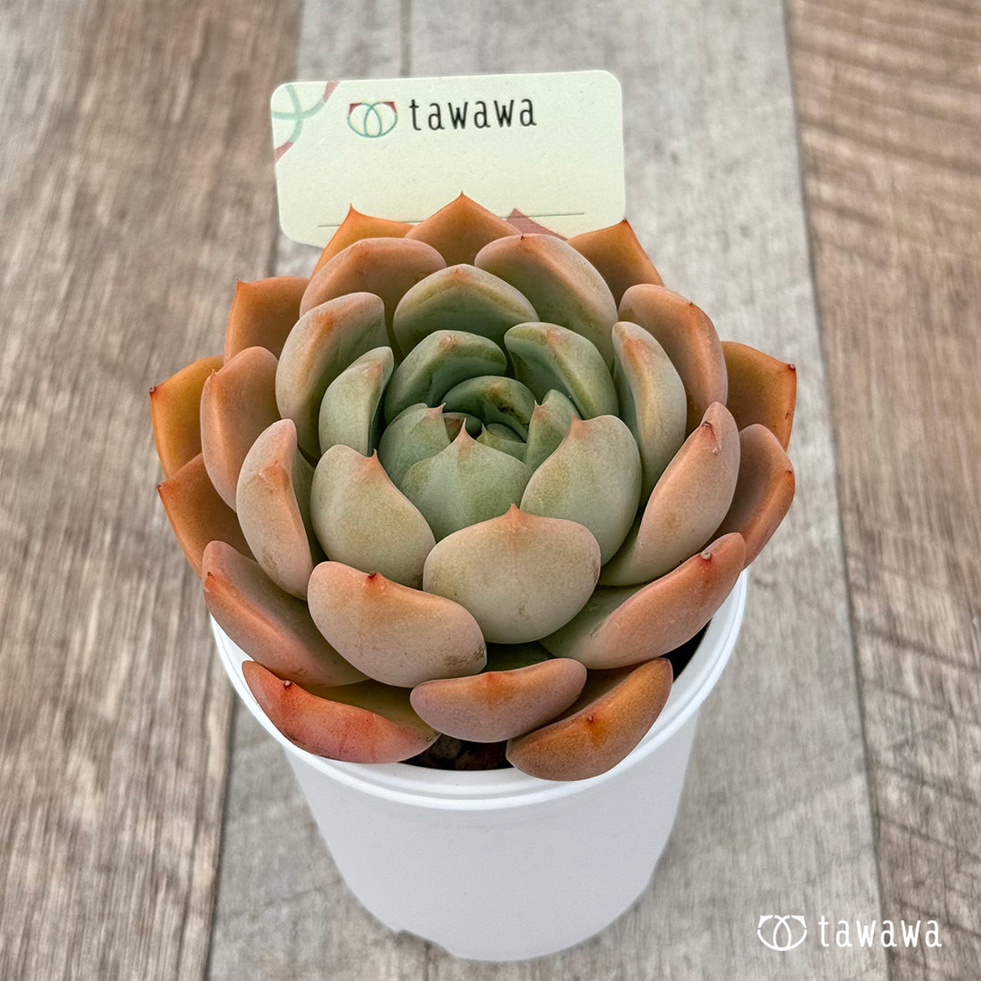 名前のない苗 20 【tawawaハウス苗】