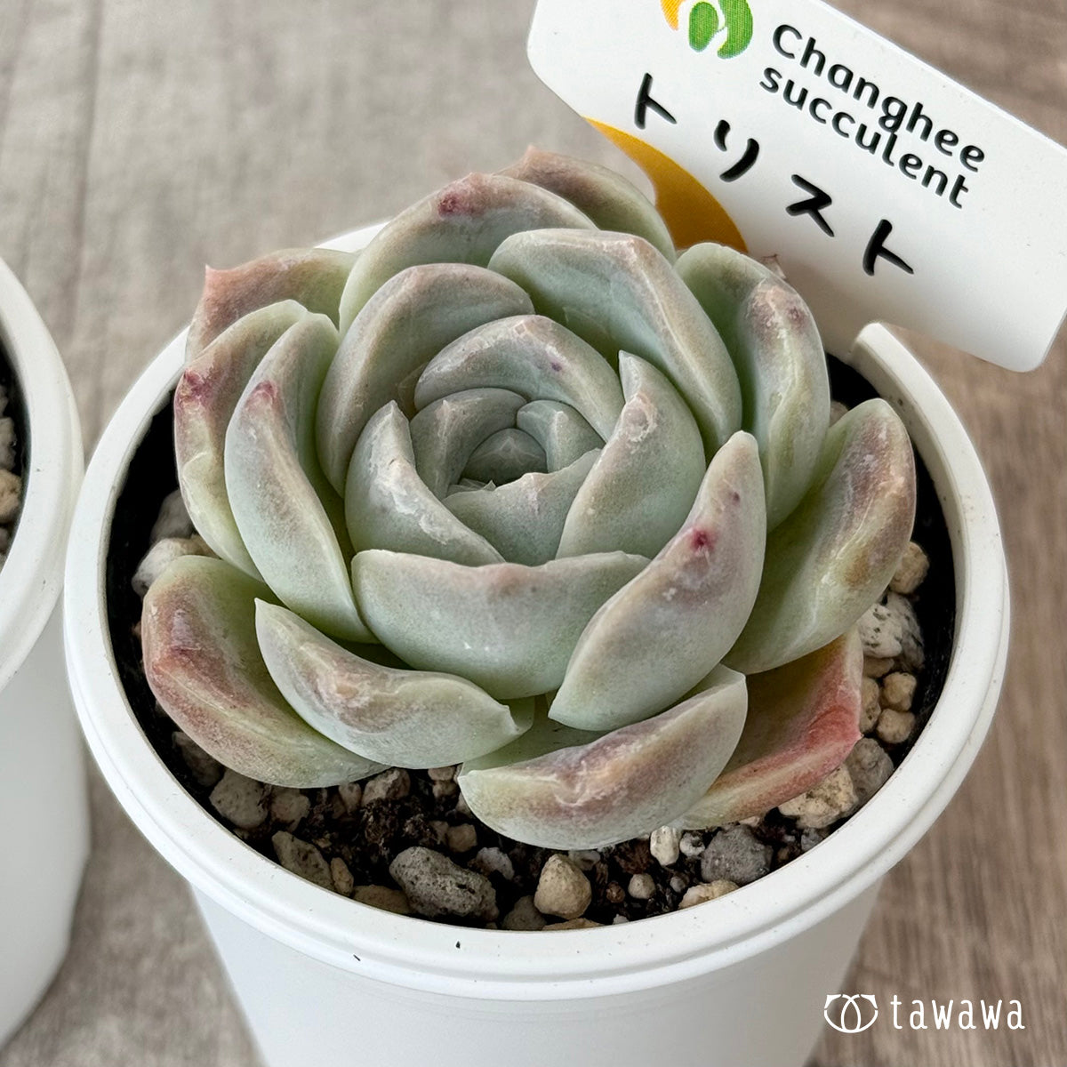 New Arrivals: Ice Green