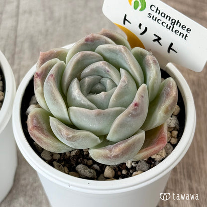 New Arrivals: Ice Green