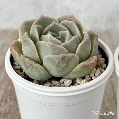 New Arrivals: Ice Green