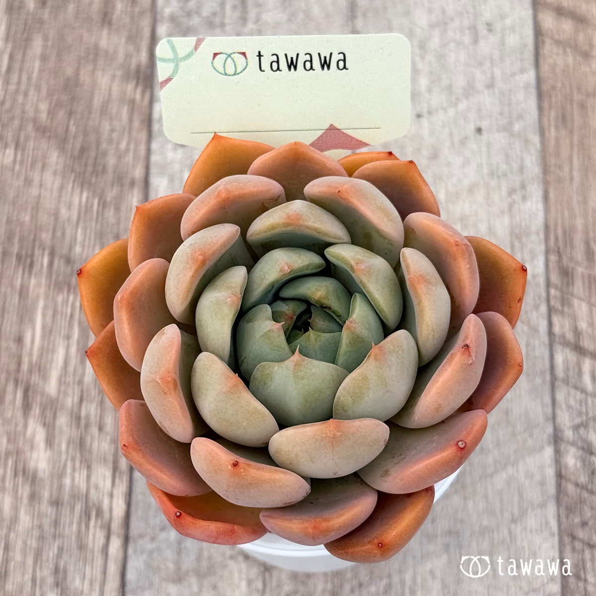 Unidentified Seedling 20 [Tawawa House Seedling]