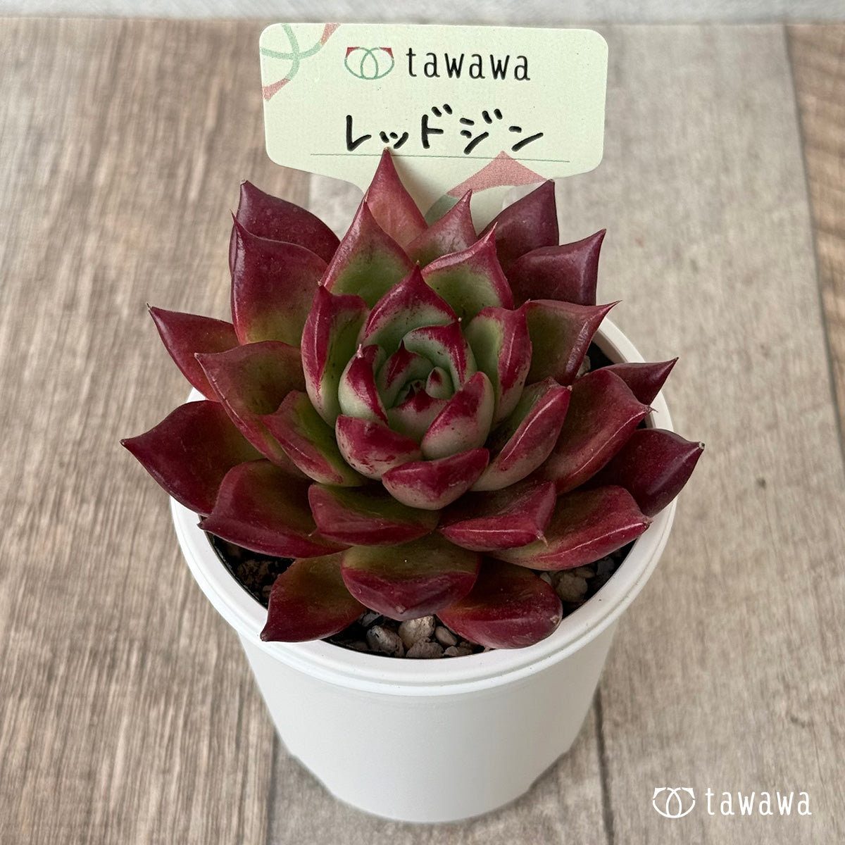 レッドジン（エアーマジック農園）【tawawaハウス苗】 – 多肉植物の