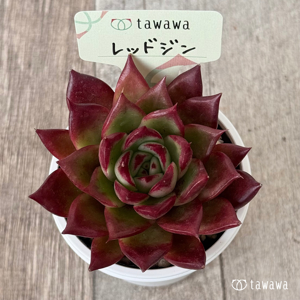 レッドジン（エアーマジック農園）【tawawaハウス苗】