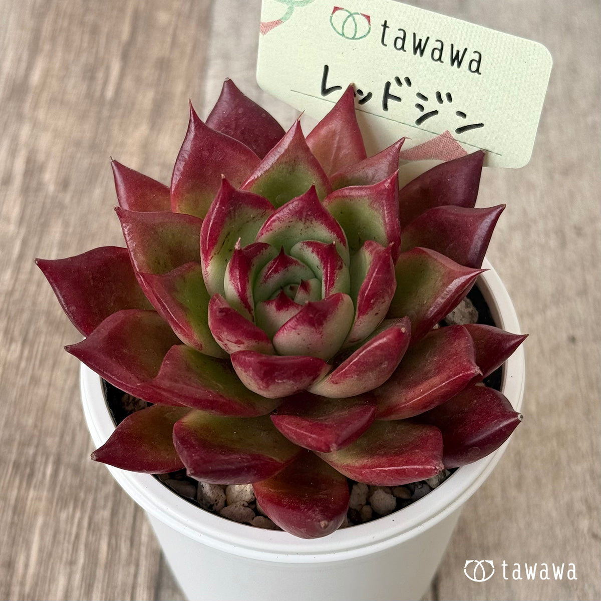 レッドジン（エアーマジック農園）【tawawaハウス苗】