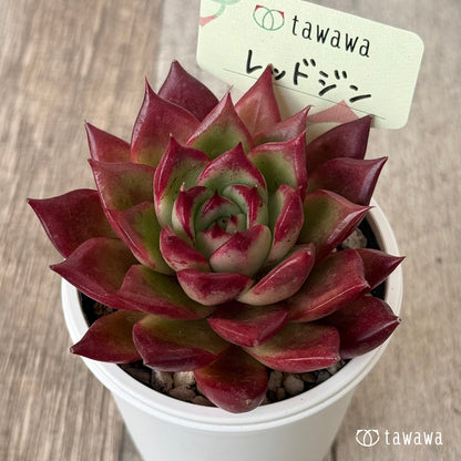 ＊新発売＊　レッドジン（エアーマジック農園）【tawawaハウス苗】