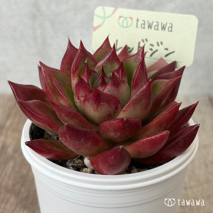 ＊新発売＊　レッドジン（エアーマジック農園）【tawawaハウス苗】