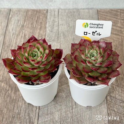 New Arrivals: Ice Green