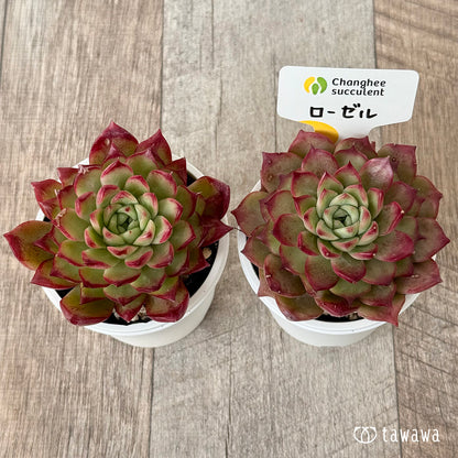 New Arrivals: Ice Green