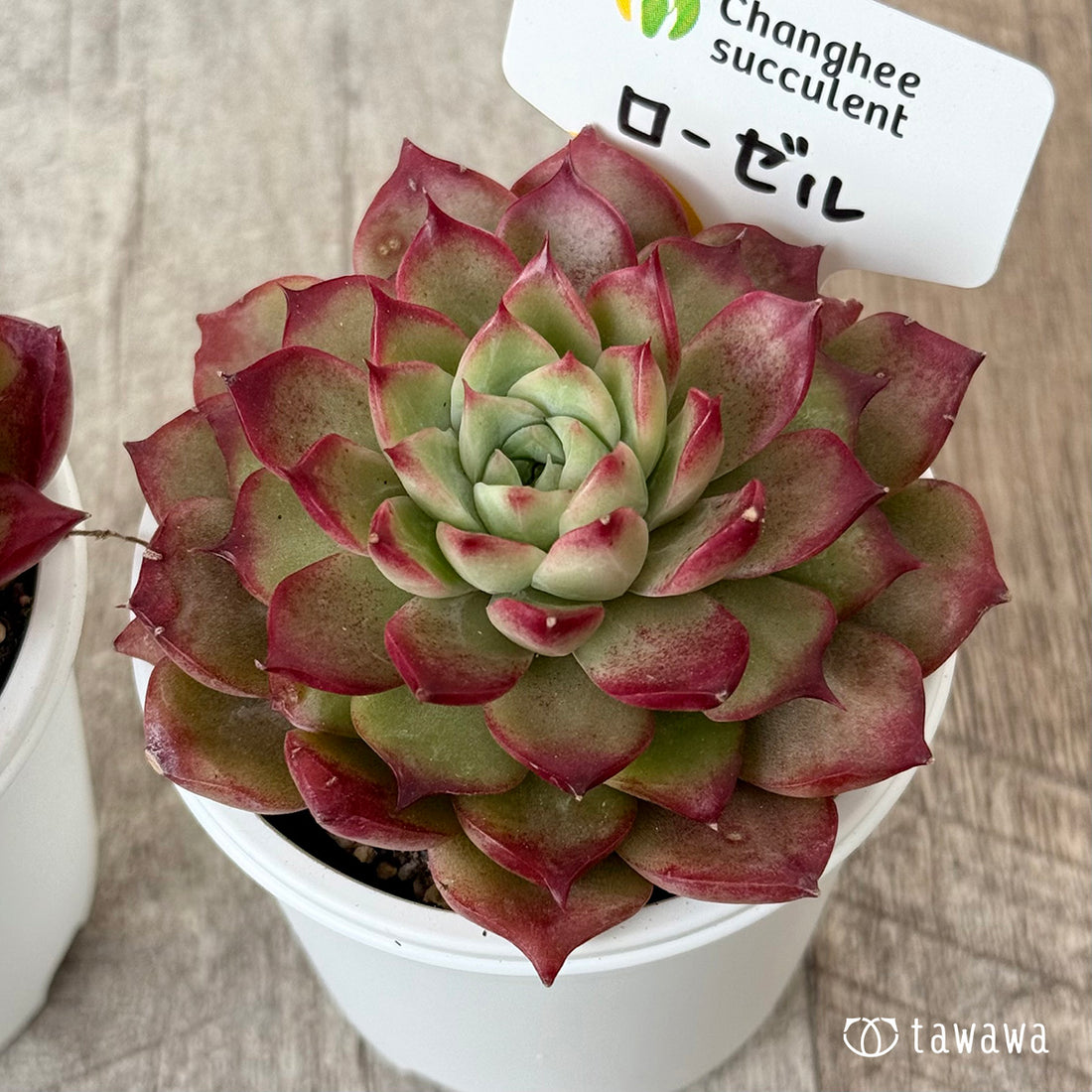 New Arrivals: Ice Green