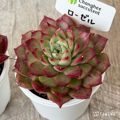 New Arrivals: Ice Green