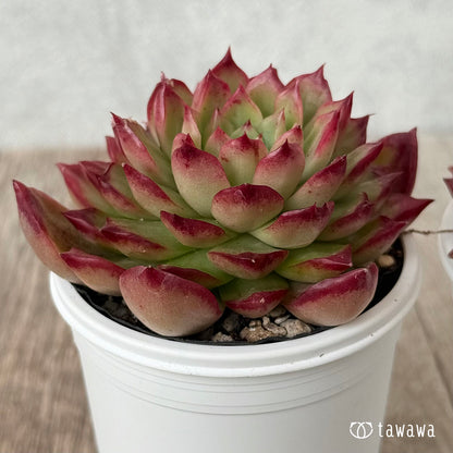 New Arrivals: Ice Green