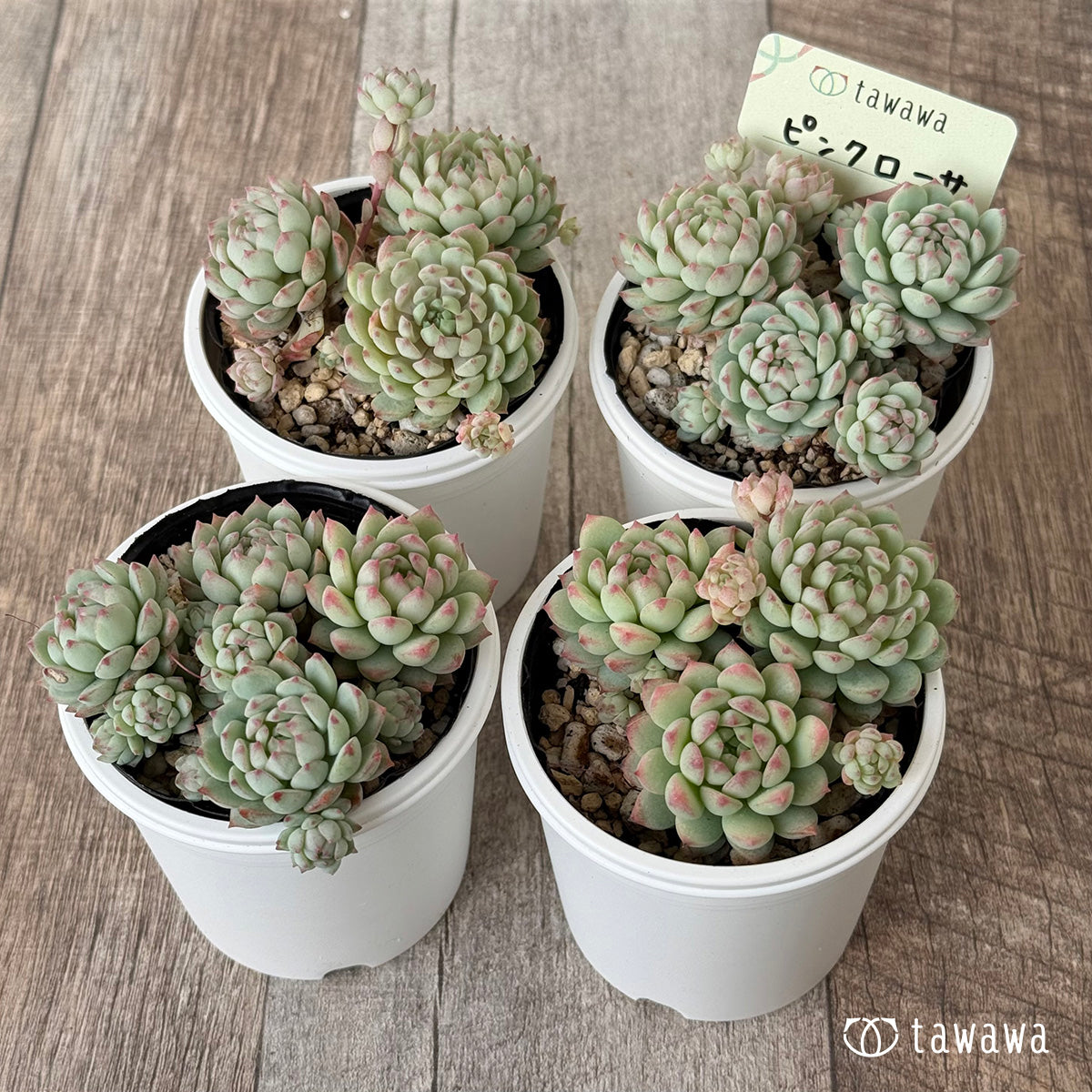 ピンクローサ（エアーマジック農園）【tawawaハウス苗】