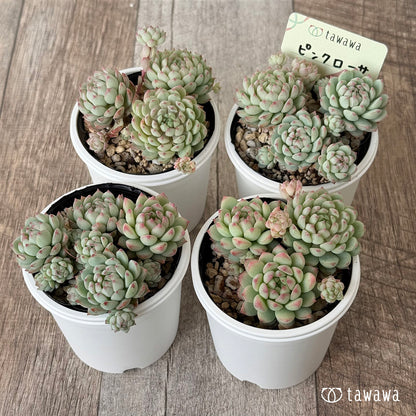 ピンクローサ（エアーマジック農園）【tawawaハウス苗】