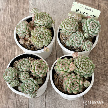 ピンクローサ（エアーマジック農園）【tawawaハウス苗】