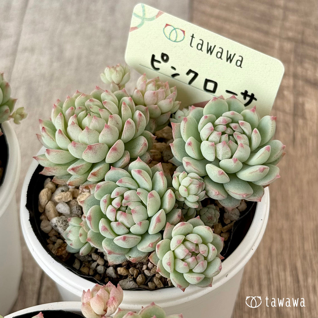 ＊新発売＊　ピンクローサ（エアーマジック農園）【tawawaハウス苗】