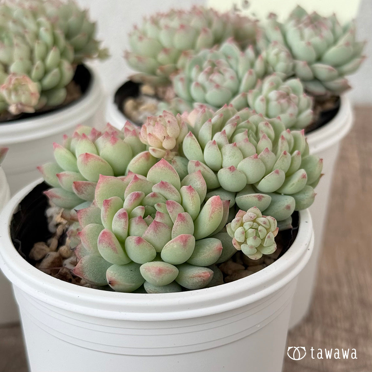 ピンクローサ（エアーマジック農園）【tawawaハウス苗】