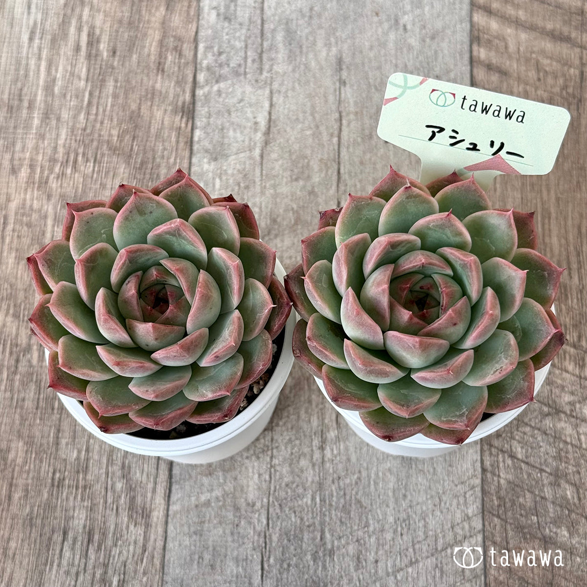 ＊新発売＊　アシュリー【tawawaハウス苗】