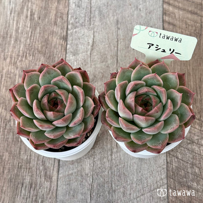 ＊新発売＊　アシュリー【tawawaハウス苗】