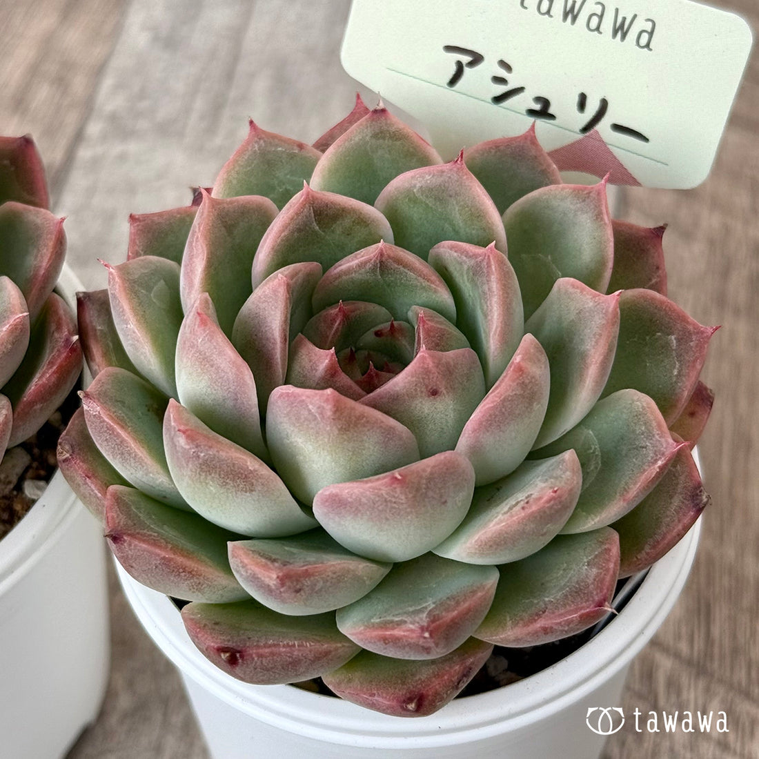 *新発売* アシュリー【tawawaハウス苗】