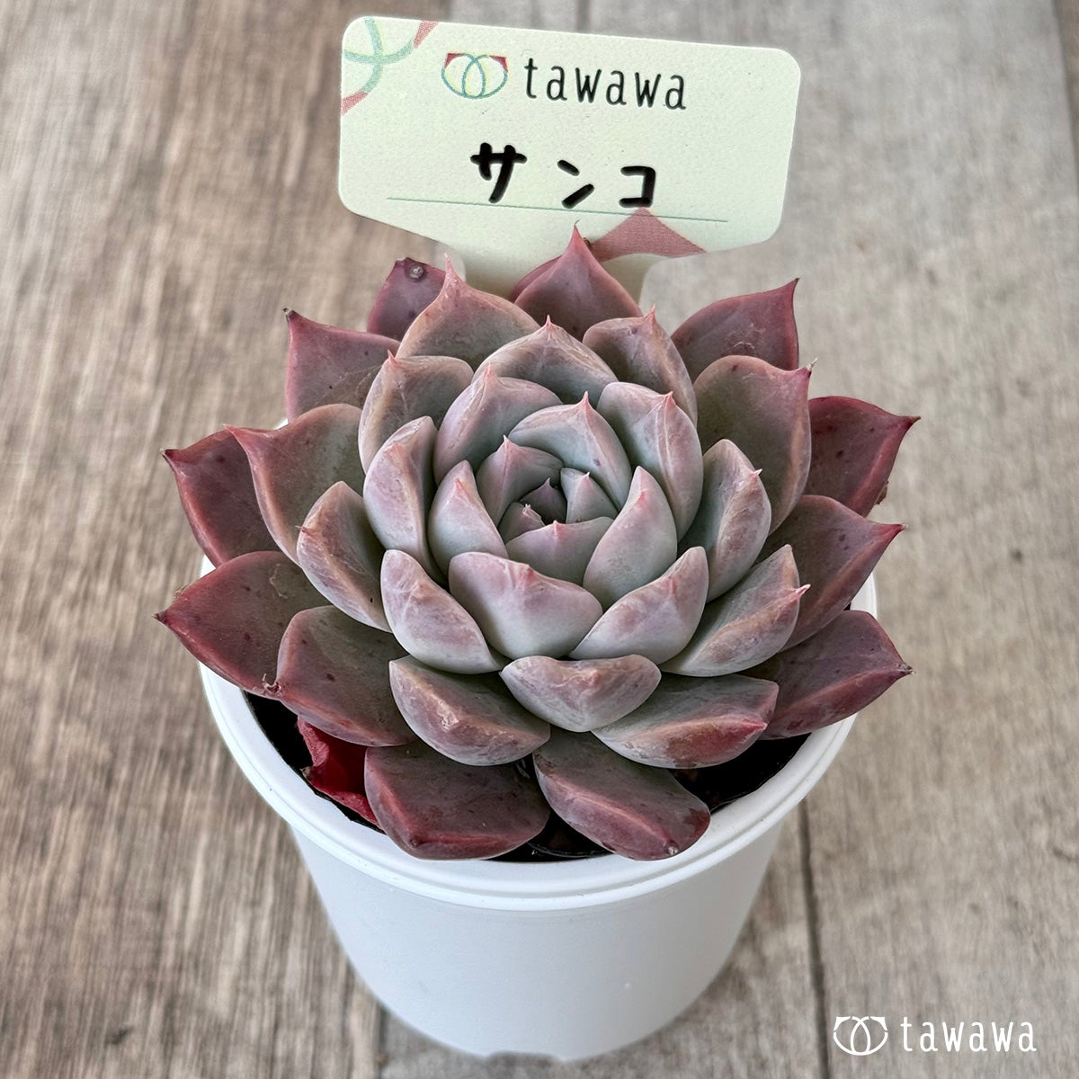 ＊新発売＊　サンコ①（エアーマジック農園）【tawawaハウス苗】