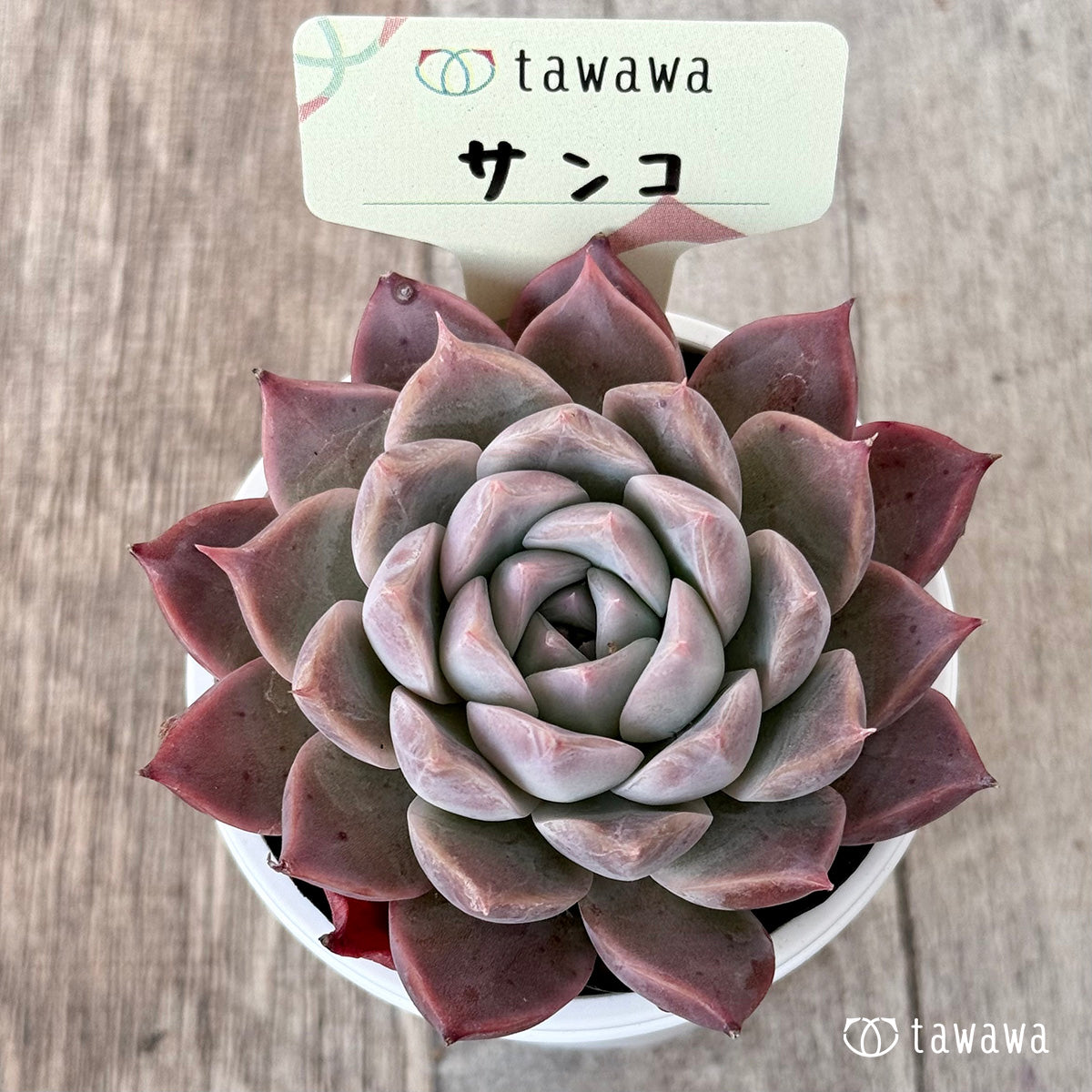 Sanko 1 (Air Magic Farm) [Tawawa House Seedling]