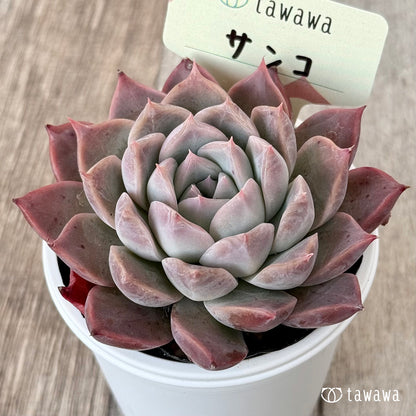 ＊新発売＊　サンコ①（エアーマジック農園）【tawawaハウス苗】