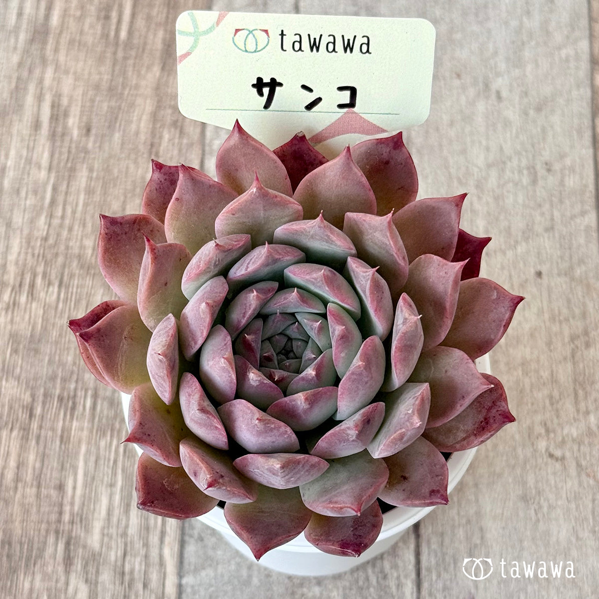Sanko ② (Air Magic Farm) [Tawawa House Seedlings]
