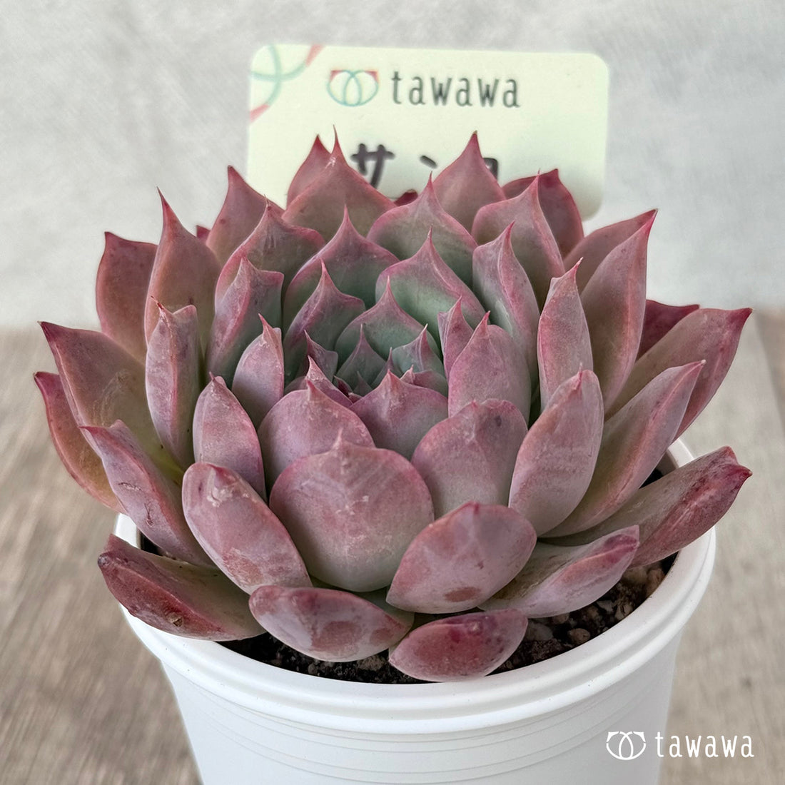 ＊新発売＊　サンコ②（エアーマジック農園）【tawawaハウス苗】