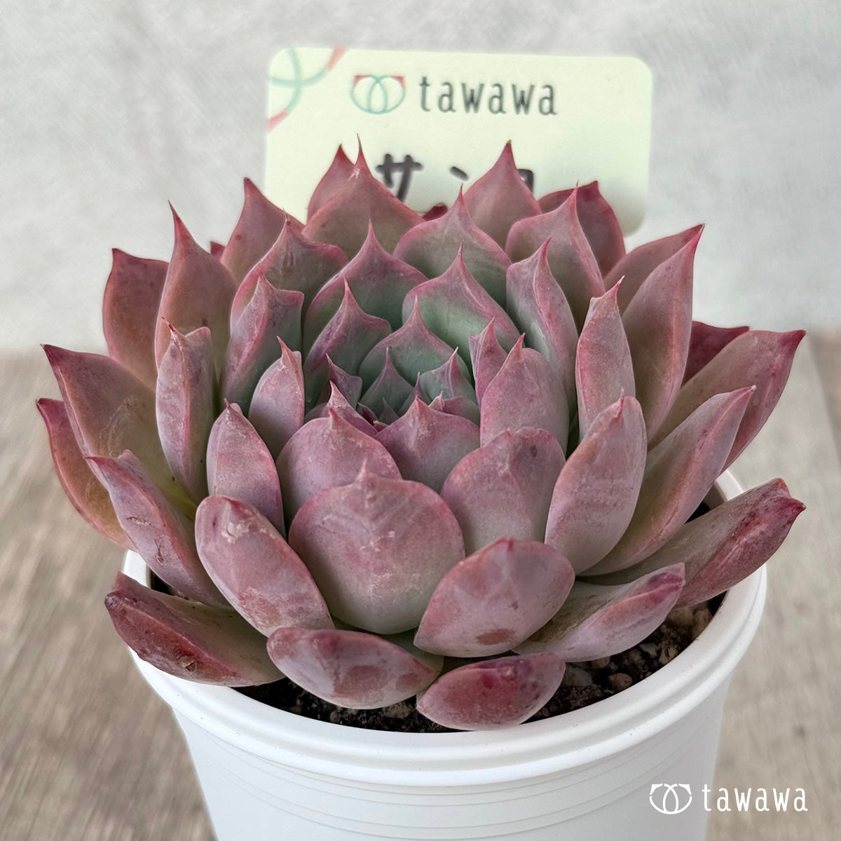 Sanko ② (Air Magic Farm) [Tawawa House Seedlings]