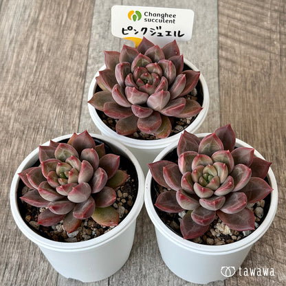 New Arrivals: Ice Green