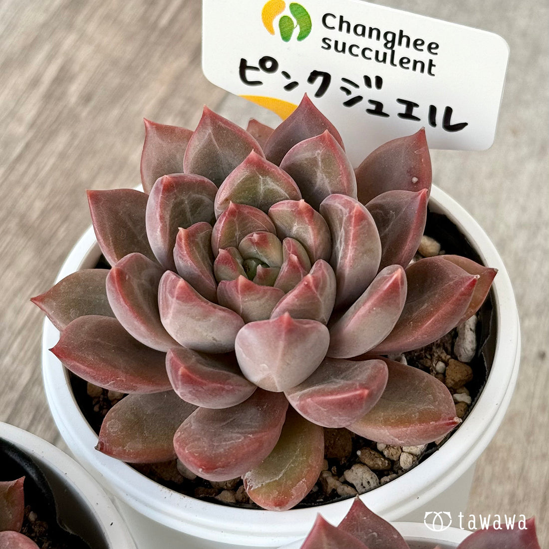 New Arrivals: Ice Green