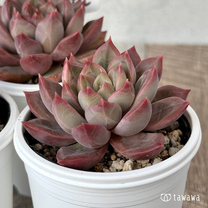 New Arrivals: Ice Green