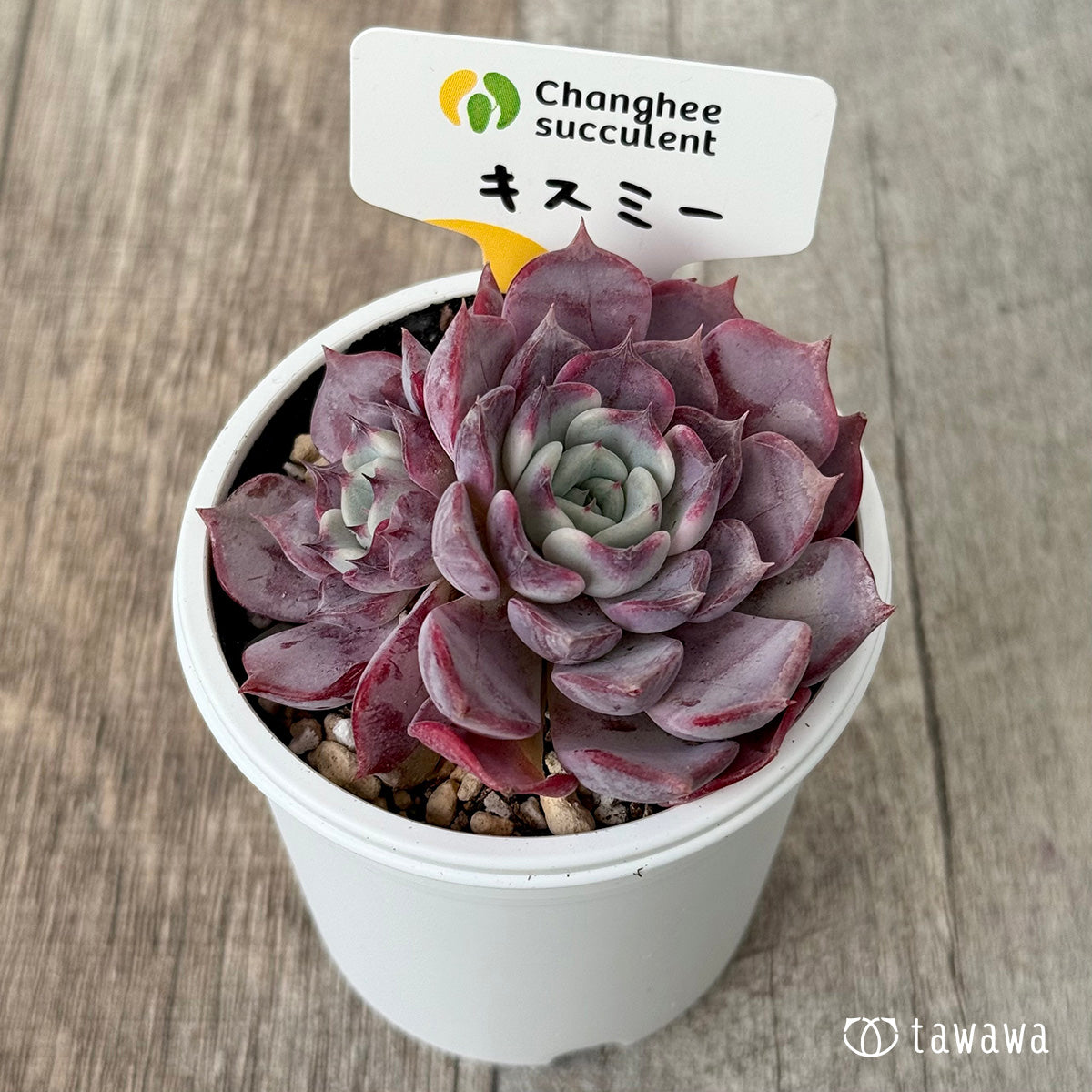 New Arrivals: Ice Green