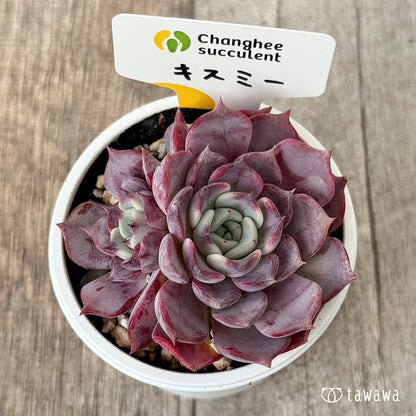 New Arrivals: Ice Green