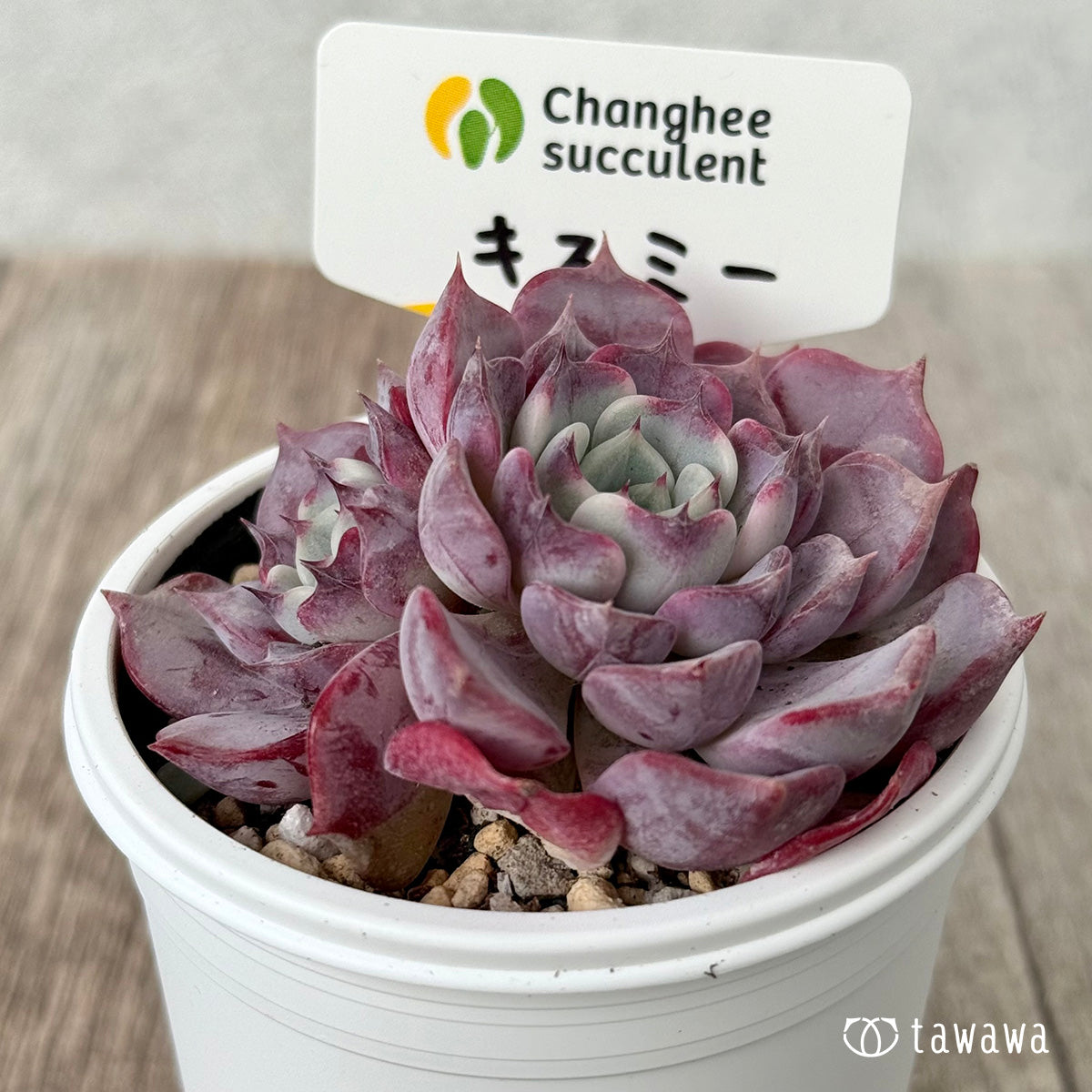 チャンヒー農園苗】過去に販売した苗 – Page 32 – 多肉植物の通販