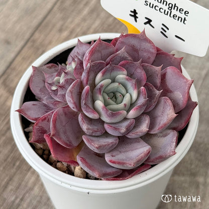 New Arrivals: Ice Green