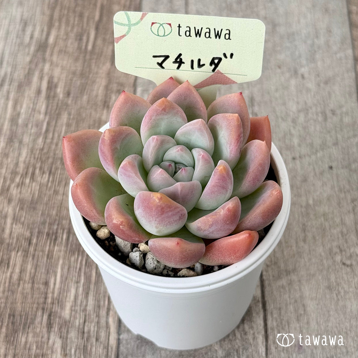 マチルダ（エアーマジック農園）【tawawaハウス苗】